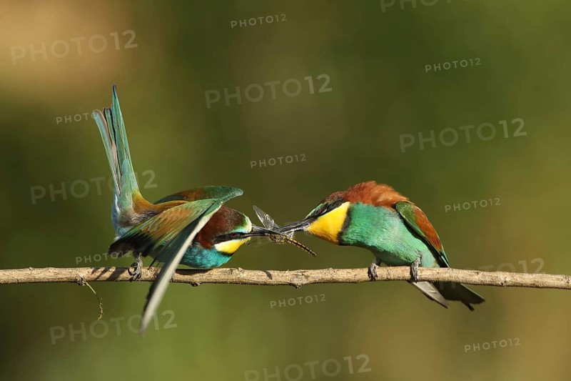 Two birds on a branch sharing an insect, a bee-eater (Merops apiaster) with a dragonfly in its beak, Palatinate, Germany
