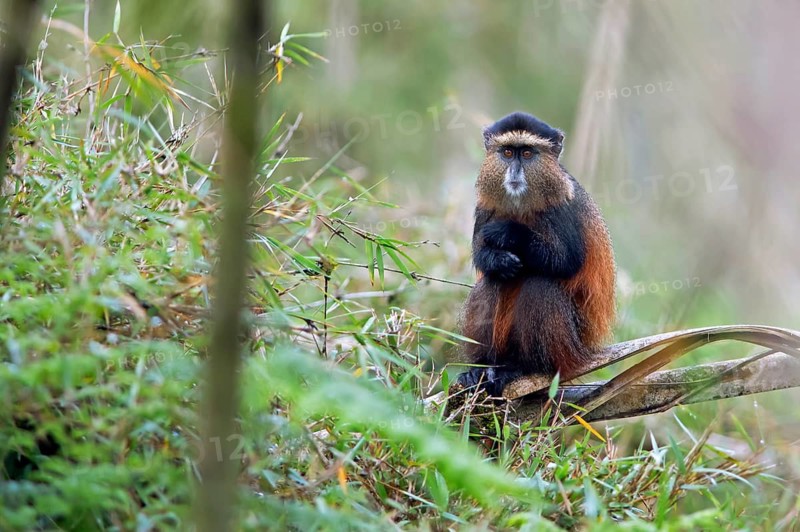 Golden monkey (Cercopithecus mitis kandti) in the bamboo forest, Virunga Volcanic Mountains, Parc National des Volcans, Volcanoes National Park, Rwanda