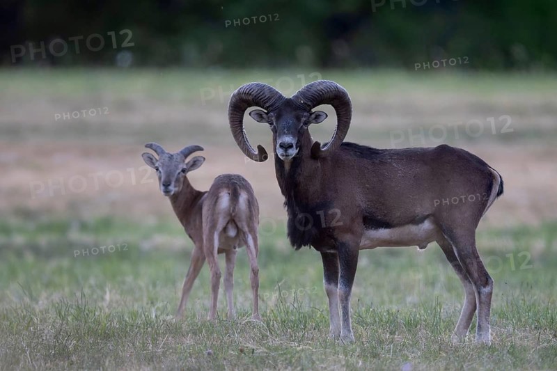 Mouflon, mouflon, Widder, Bitburg, Germany
