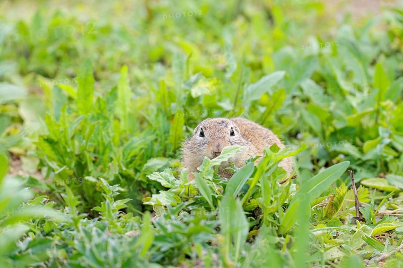 An adult ground squirrel (Spermophilus citellus) eats leaves and flowers on a cloudy day in a green meadow with tall vegetation. Austria