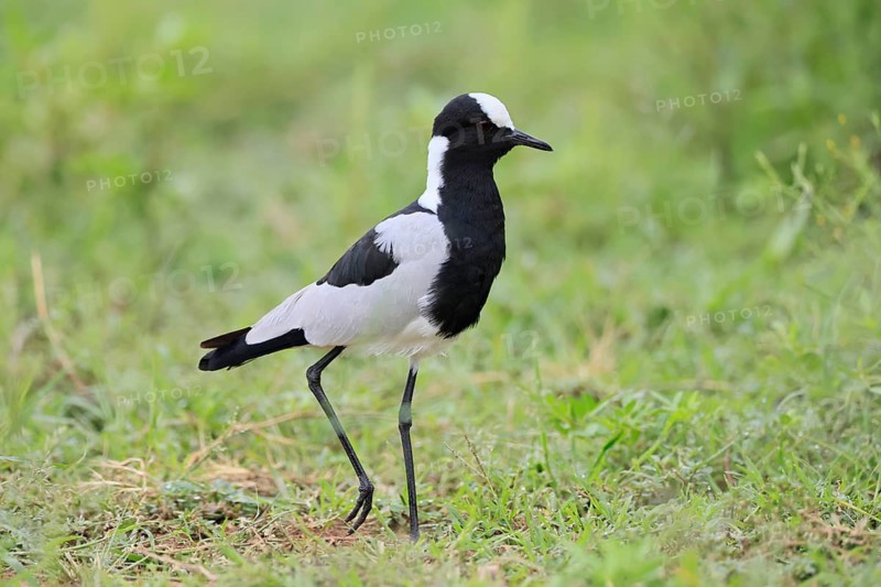 Black-headed Lapwing (Vanellus armatus), adult, foraging, Pilanesberg National Park, North West Province, South Africa