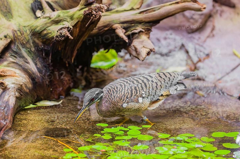 A sunbittern (Eurypyga helias) walks through a shallow creek in a forest searching for food