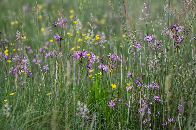 Cuckoo flower (Lychnis flos-cuculi), Emsland, Lower Saxony, Germany