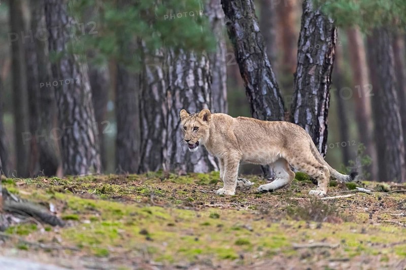 One female young lion (Panthera leo) running at a forest edge. Green vegetation in the background