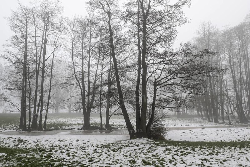 Black alder (Alnus glutinosa) in a misty floodplain landscape, Emsland, Lower Saxony, Germany