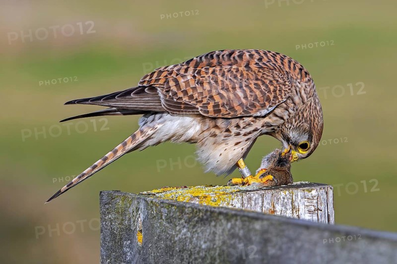Common kestrel / European kestrel (Falco tinnunculus) female perched on wooden fence post eating caught vole prey