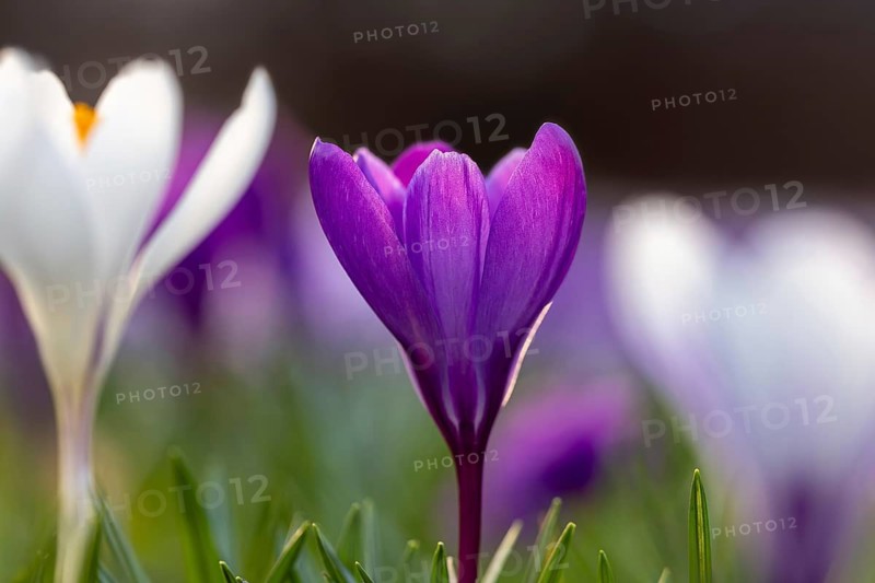 Close-up of violet and white crocuses (Crocus sp.) blooming in flower garden in late winter, early spring