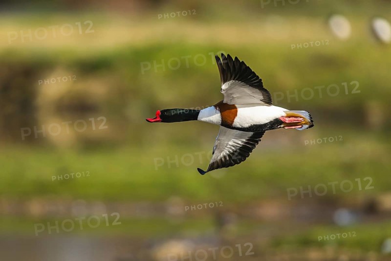 Common Shelduck, Tadorna tadorna, bird in flight over winter marshes