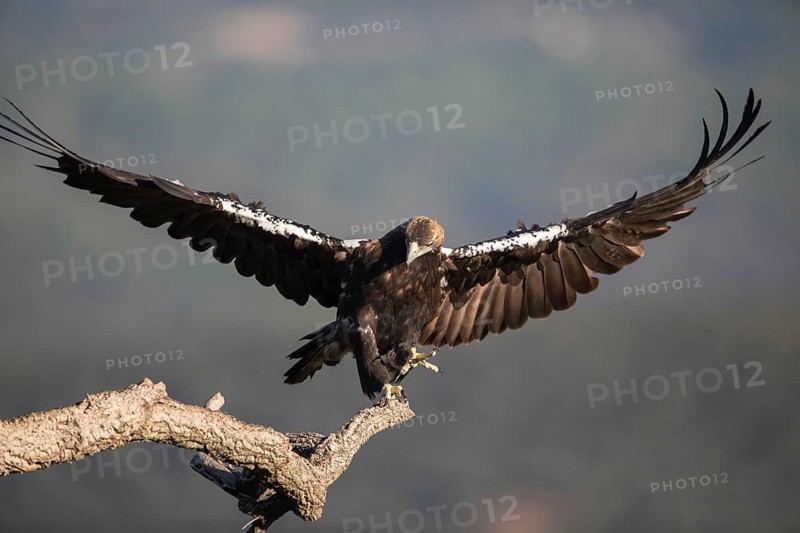 Iberian Eagle (Aquila adalberti), Spanish imperial eagle, Extremadura, Castilla La Mancha, Spain