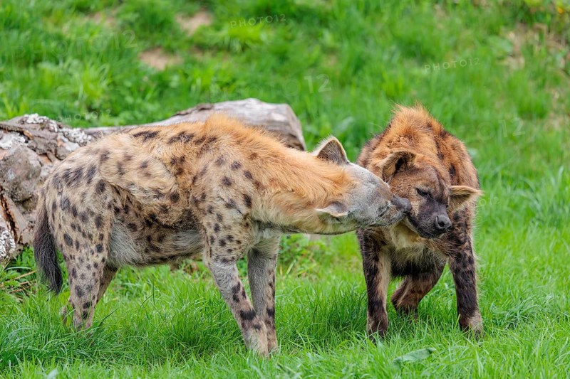 Two adult spotted hyenas (Crocuta crocuta), one male and one female, display courtship behavior