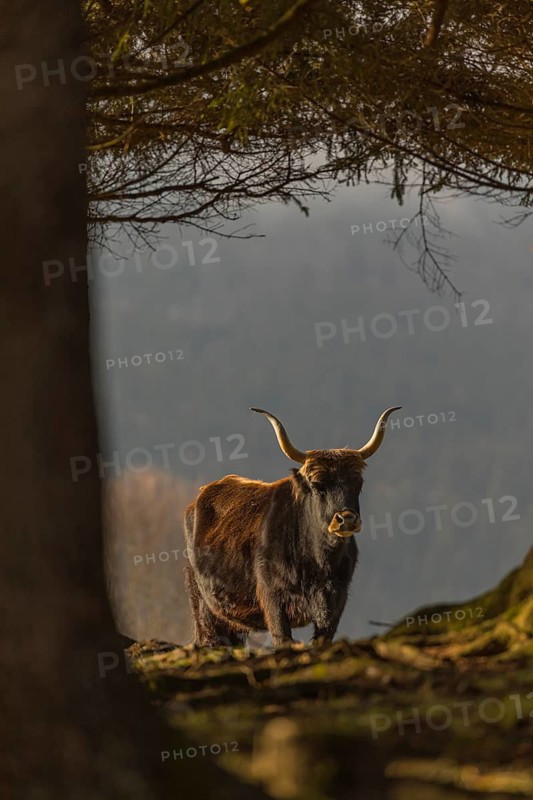 One male aurochs or urus or ure (Bos primigenius), standing at a forest edge on a sunny day