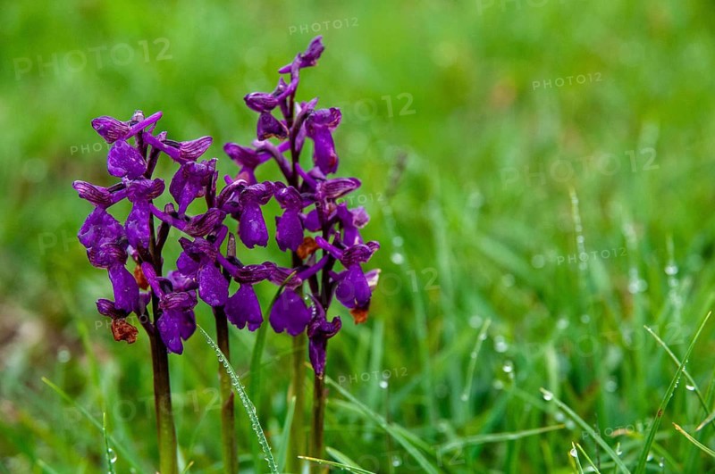Small orchid, fool's cap, orchids, orchid family, orchis morio, salep orchid, satyrion, Sweden, stendelwurz, flora, green-veined orchid, green-winged orchid, plants, plants, Sweden, Öland