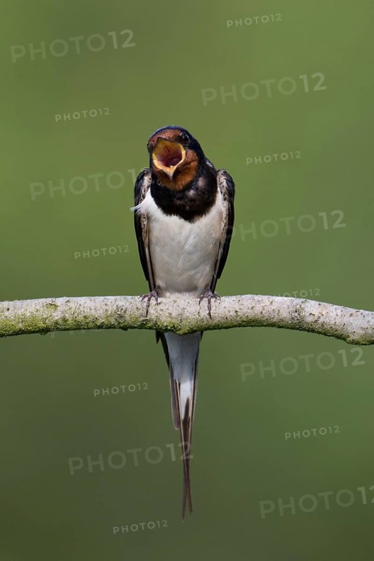 Barn Swallow (Hirundo rustica), Mecklenburg-Western Pomerania, Germany