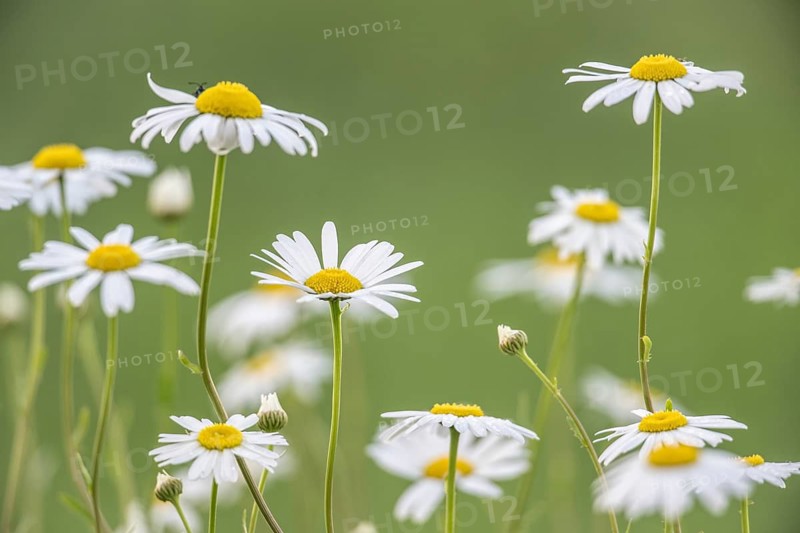 Ox-eye daisy (Leucanthemum vulgare), Emsland, Lower Saxony, Germany