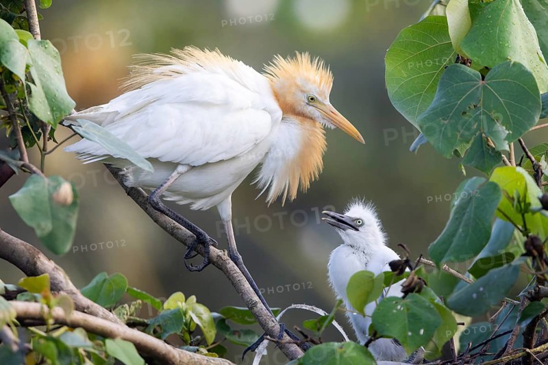 Eastern Cattle Egret (Bubulcus coromandus) with chick, Bali, Indonesia
