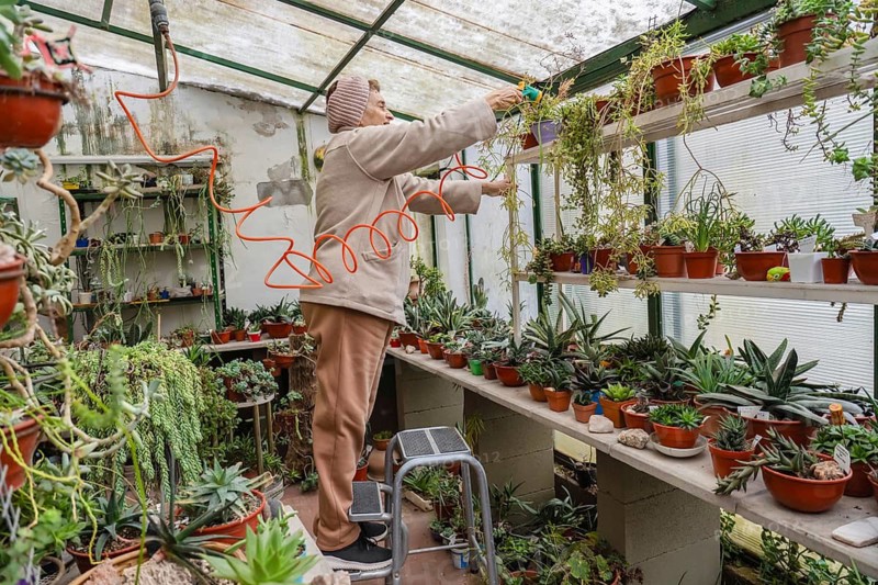 Active older woman in pink knit headband stands on a step stool to reach upper shelf succulents with an orange hose nozzle inside her home greenhouse, with densely packed aloe and succulent benches below