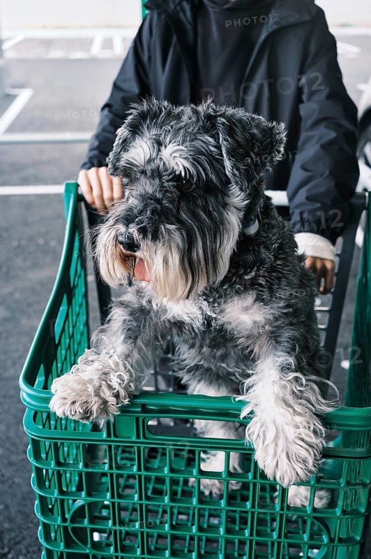 A playful Schnauzer sits happily in a green shopping cart, with a person pushing it in a parking lot, showcasing a fun outing scene with a pet during shopping