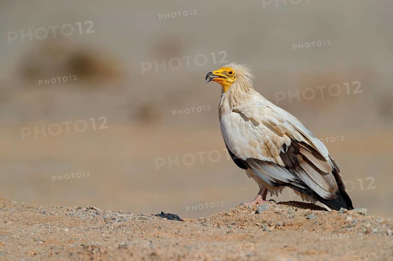 Egyptian Vulture, Neophron percnopterus, Vautour percnoptère, Percnoptère d'Égypte, Alimoche Común Shannah, Sur Masirah, Ash Sharqiyah South, Oman