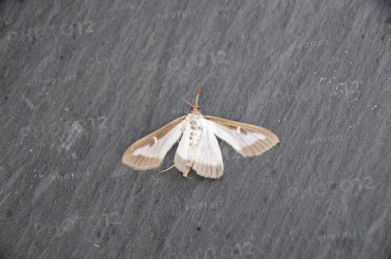 Box tree moth (Cydalima perspectalis), butterfly, cadaver, dead