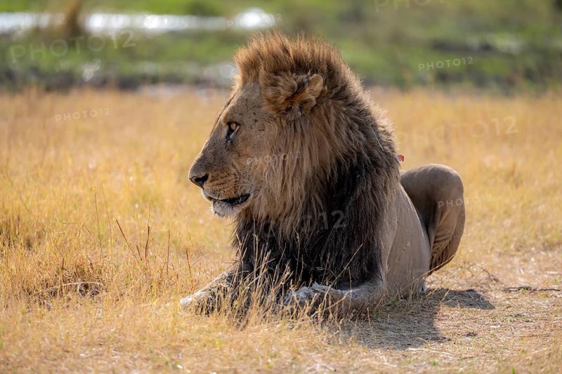 Lion (Panthera leo), adult male, lying in dry grass, Khwai, Okavango Delta, Moremi Game Reserve, Botswana