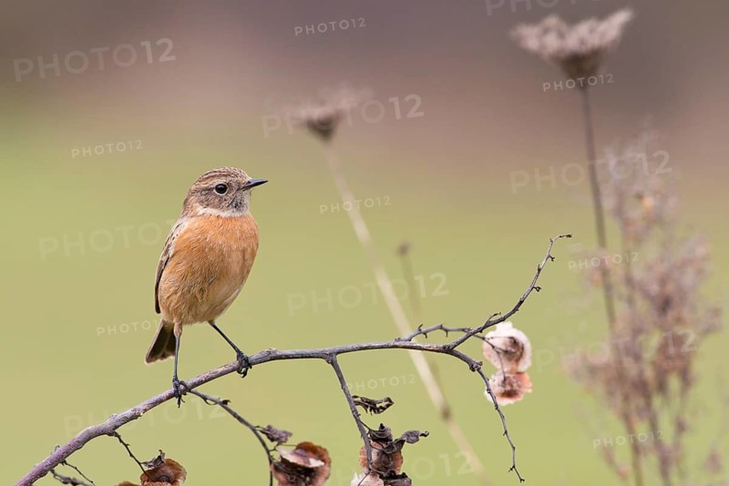 European Stonechat (Saxicola rubicola) female perched on a twig, Rimini, Italy