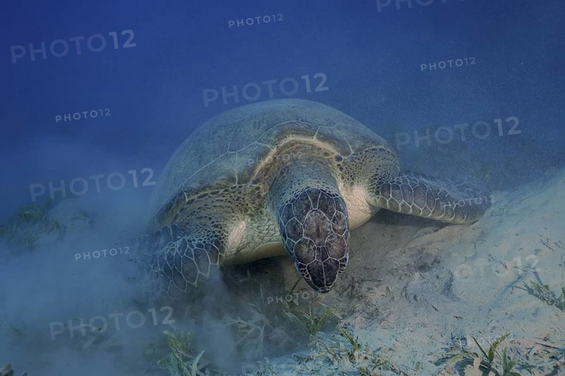 A green turtle (Chelonia mydas) feeds on seagrass on a sandy seabed, stirring up sand, dive site: Marsa Shona Reef, Red Sea, Egypt