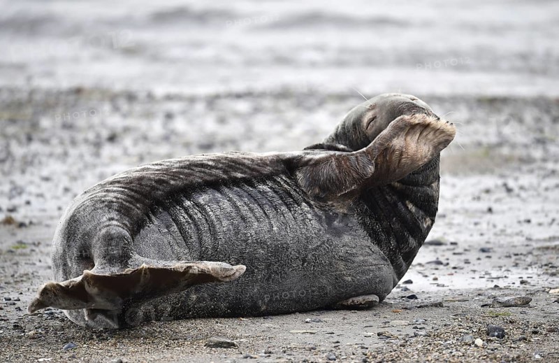 Grey seal (Halichoerus grypus) on the beach of Heligoland, Schleswig-Holstein, Germany
