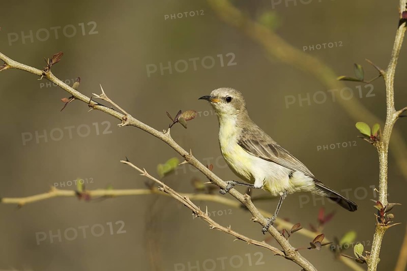 Nile Valley Sunbird (Hedydipna metallica) female, Oman