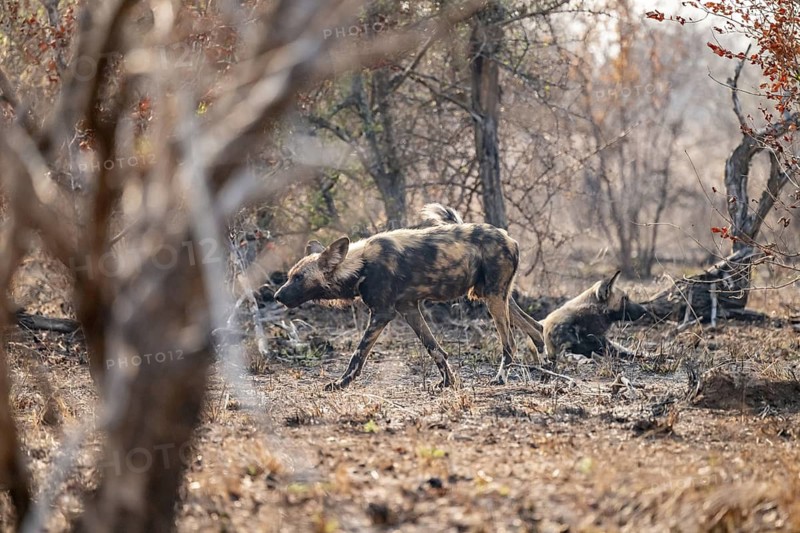 African wild dog, Kruger National Park, South Africa