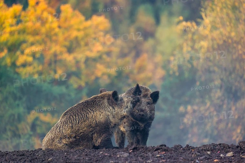 Two wild boars or wild pigs (Sus scrofa) meet and greet in a clearing on hilly terrain. In the background you can see a forest in the fall foliage