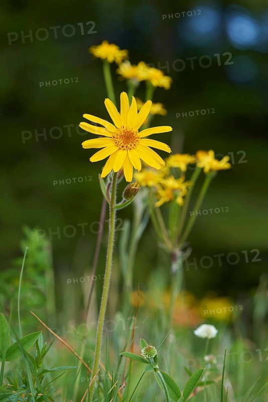 Close-up of a mountain arnica (Arnica montana) in the alps in summer