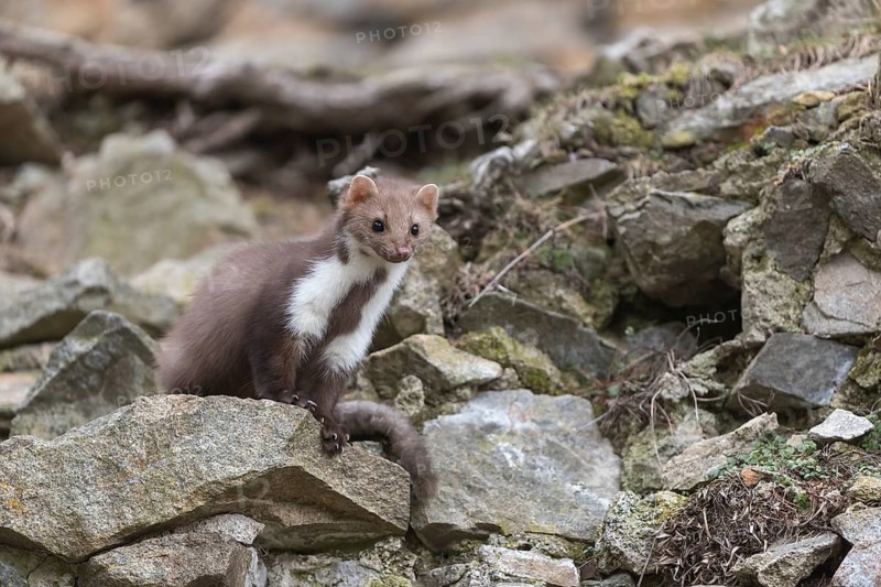 One beech marten running between the stones of a ruin of an ancient castle looking for food