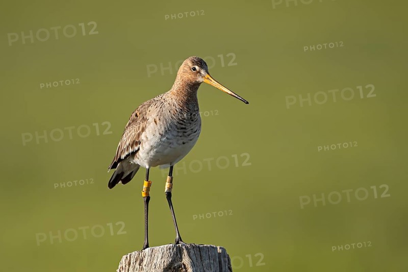 Black-tailed godwit (Limosa limosa), ringed adult bird, Ochsenmoor, Dümmer, Lemförde, Lower Saxony, Germany
