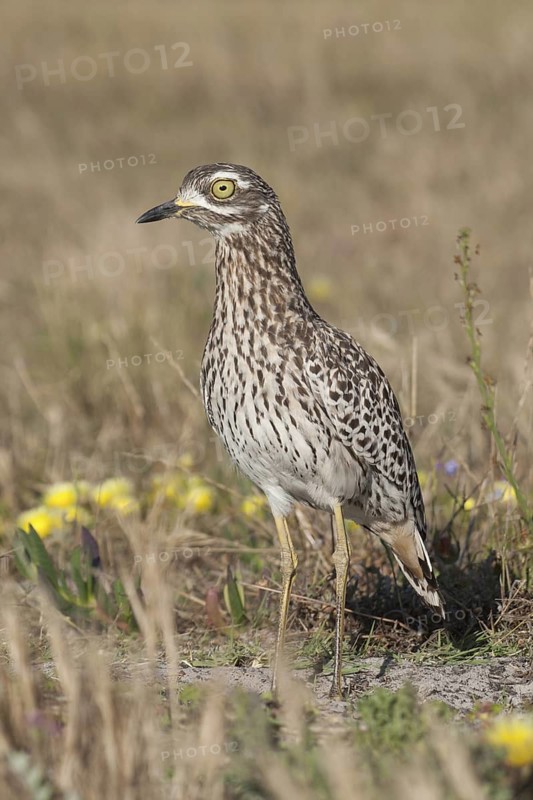 Kaptriel (Burhinus capensis), South Africa