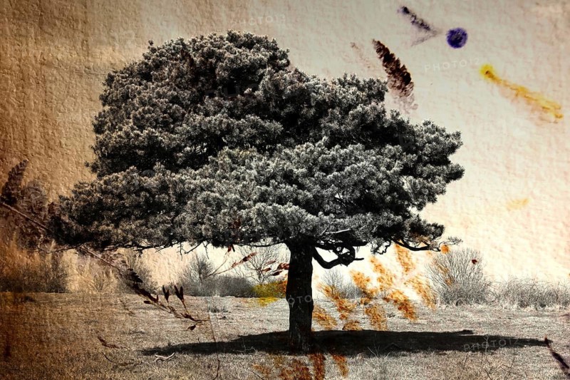 Texture image on a tree in a field