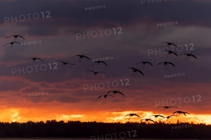 Birds flying in formation under a dramatic evening backdrop with clouds, Crane (Grus grus) wildlife, Western Pomerania Lagoon National Park, Zingst, Mecklenburg-Western Pomerania, Germany