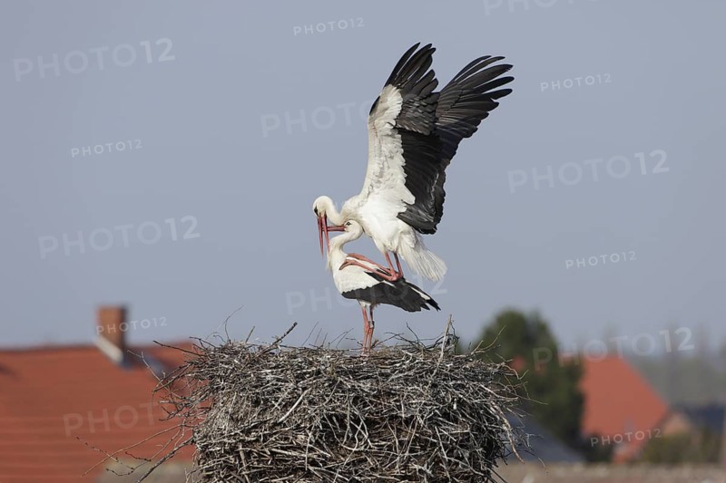 Weissstorch-Paar auf Horst; bei der Paarung; lat. Ciconia ciconia; Storchendorf Rühstädt