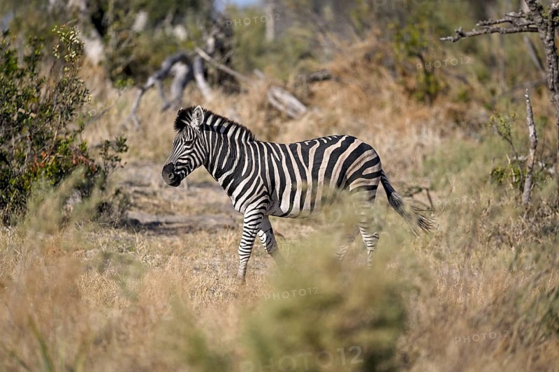 Plains zebra (Equus quagga) near Atzaró Camp, Okavango Delta, North-West District, Botswana