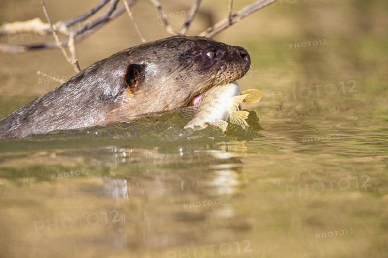 Giant otter (Pteronura brasiliensis) Pantanal Brazil