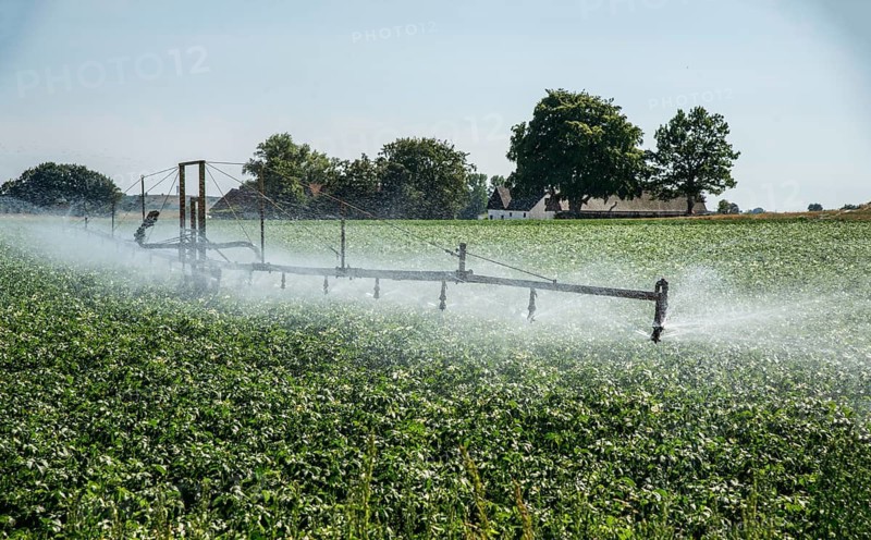 Irrigation of potato field with a farm in the background in Ystad Municipality, Skåne County, Sweden, Scandinavia