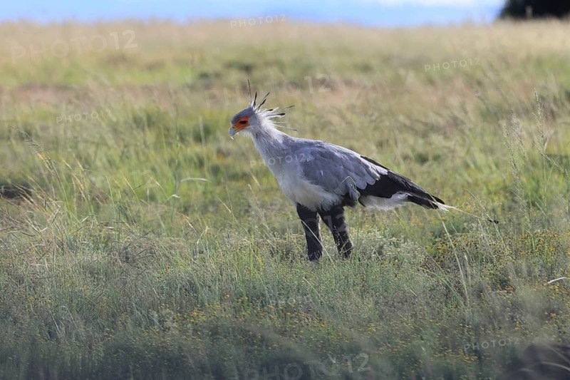 Secretary (Sagittarius serpentarius), adult, foraging, alert, Mountain Zebra National Park, Eastern Cape, Eastern Cape, South Africa