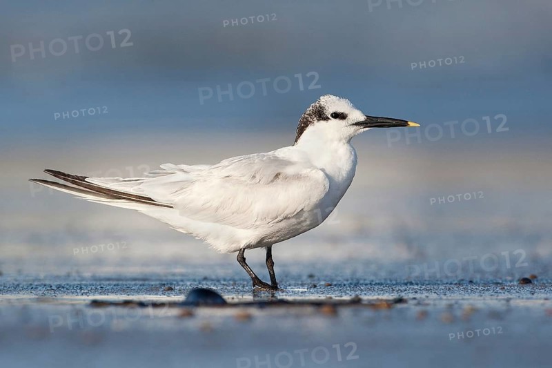 Sandwich Tern (Thalasseus sandvicensis), El Farallon del Chiru, Panama