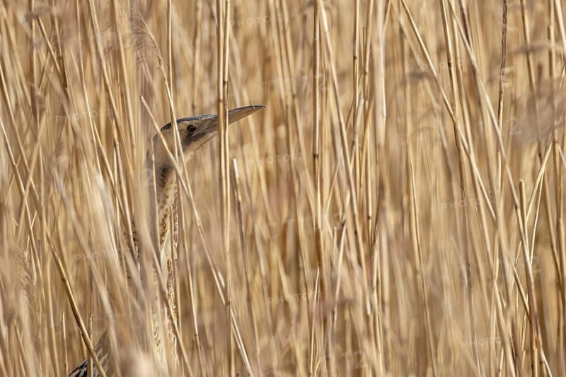 Eurasian or Great bittern (Botaurus stellaris) adult bird in a reedbed in spring, England, United Kingdom
