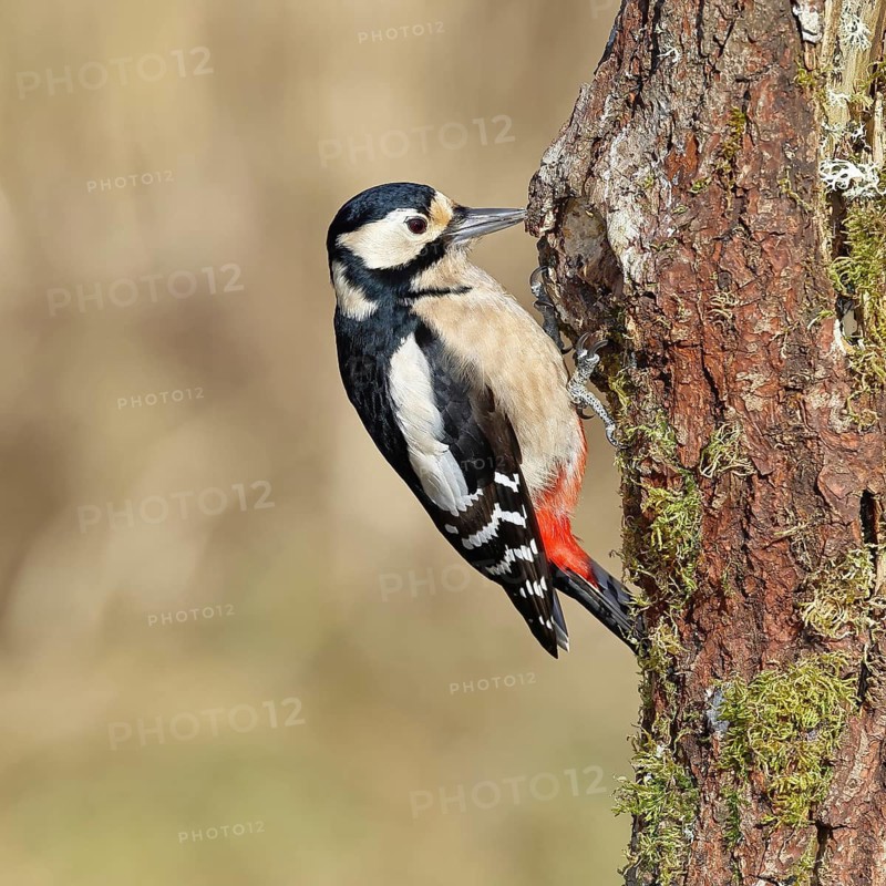 Great spotted woodpecker (Dendrocopos major), female, foraging on a tree stump overgrown with moss and lichen in the forest, Wilnsdorf, North Rhine-Westphalia, Germany