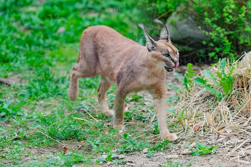 A Caracal (Caracal caracal) runs across a green meadow