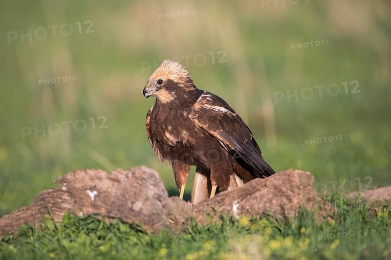 Marsh harrier (Circus aeruginosus), Extremadura, Castilla La Mancha, Spain