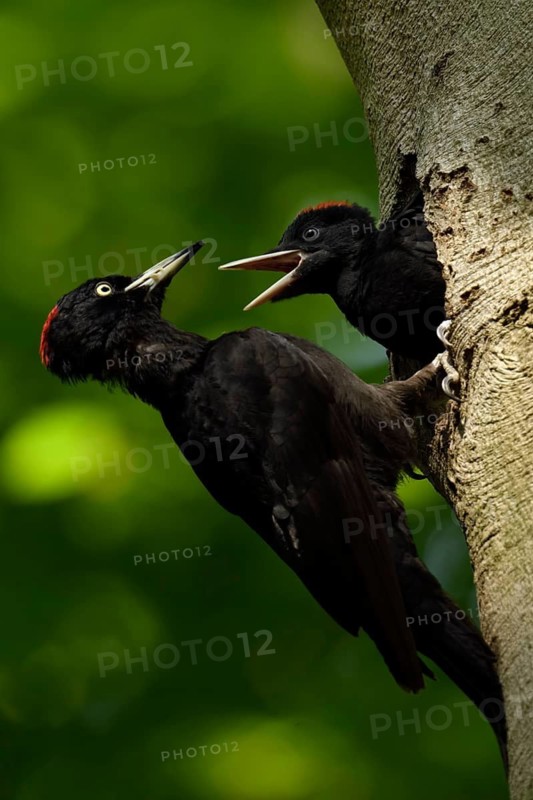 Black Woodpecker (Dryocopus martius) female feeding chicks in nest hole, North Rhine-Westphalia, Germany