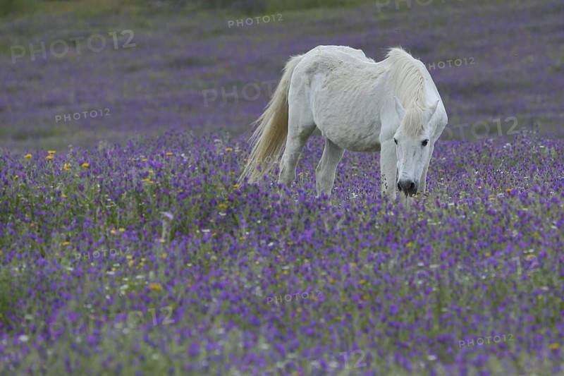 White horse in purple flower meadow, idyll, mold, animal husbandry, landscape, Campillo de Deleitosa, Extremadura, Spain