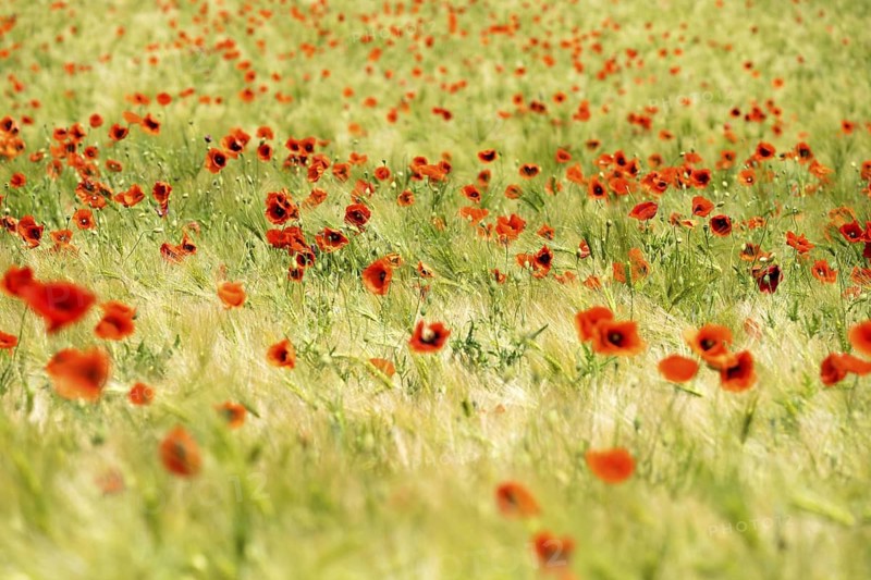 A grain field with common red poppy (Papaver rhoeas), Wesertal, Weser Uplands, Weserbergland, Hesse, Germany