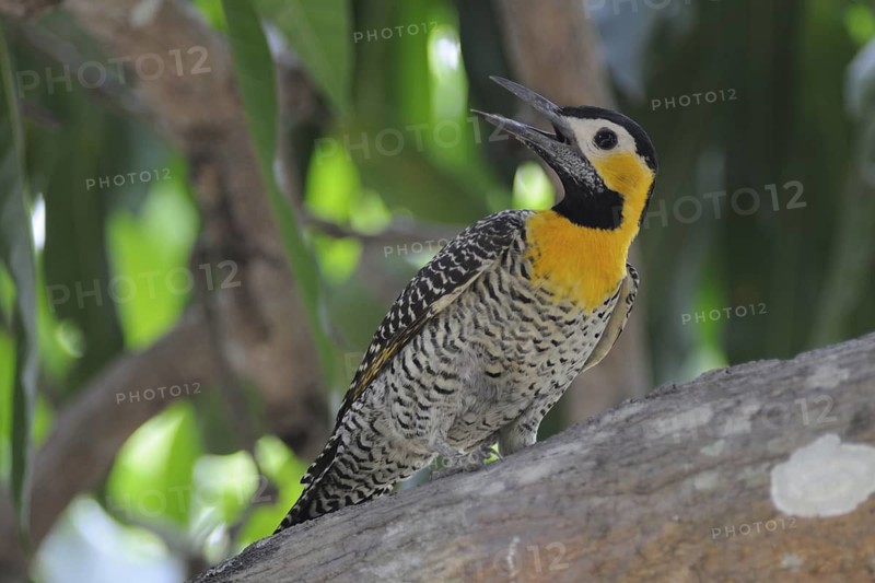 Campo Flicker (Colaptes campestris), Pantanal, Brazil